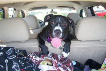 Pitbull puppy looking out the back of the backseat of car with tongue hanging out.