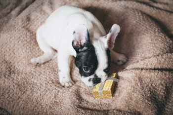 Boston Terrier puppy laying on blanket sniffing a gold wrapped present.