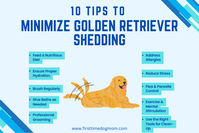 10 Tips To Minimize Golden Retriever Shedding Infographic.