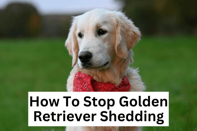 How To Stop Golden Retriever Shedding - A Golden Retriever puppy wearing a red bandana is sitting on the grass looking off to the side.