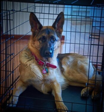 German Shepherd Dog laying in a dog crate.