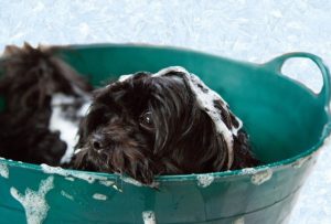 Black schnauzer puppy in green wash tub with suds.