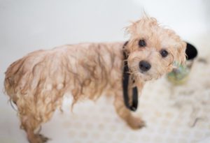 Small puppy standing in tub, soaking wet.