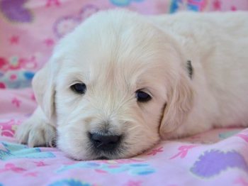 White Golden Retriever Puppy Laying On Pink Blanket.