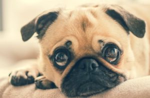 Pug Dog Looking At You.
