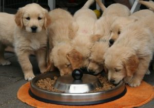 Golden Retriever Puppies Eating From Same Bowl.