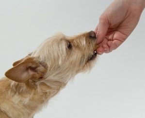 Small Dog Being Hand Fed.