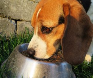Beagle Dog Eating Kibble From Bowl.