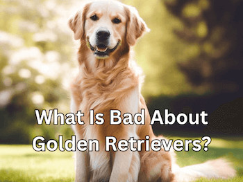 What Is Bad About Golden Retrievers - A happy Golden Retriever sitting outside on the grass looking at you.