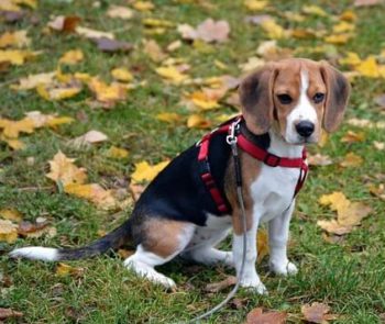 Beagle dog sitting in grass.