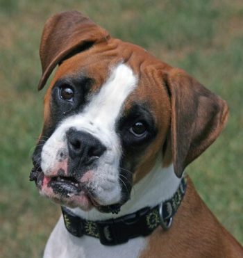 Boxer Dog.