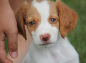 Brittany Dog.