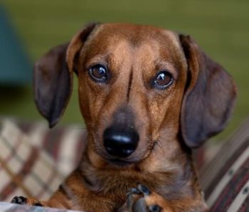 Brown Dachshund.