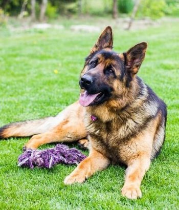 German Shepherd laying in grass.