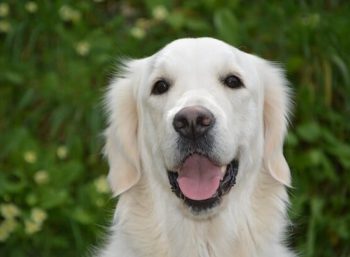 White Golden Retriever smiling.