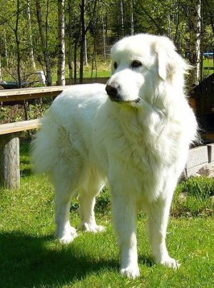 Great Pyrenees Dog standing outside.