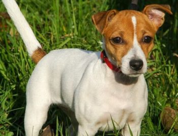 Jack Russell Terrier standing in field of grass.