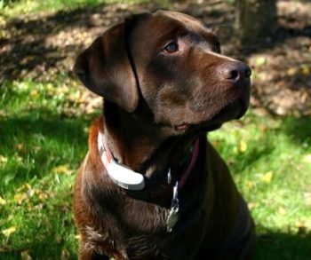 Chocolate Labrador Retriever.