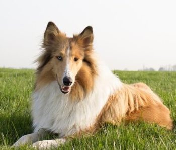 Rough Collie laying in field of grass.