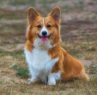 Welsh Corgi sitting in a field.