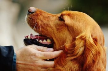 Golden Retriever being petted.