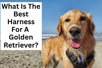 What Is The Best Harness For A Golden Retriever - A Golden Retriever standing on a beach wearing a black dog harness.
