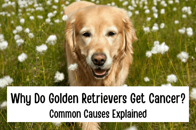 Golden Retriever walking through a field of white flowers.