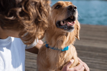 FitBark GPS Review - A Golden Retriever wearing a teal coloured FitBark GPS.