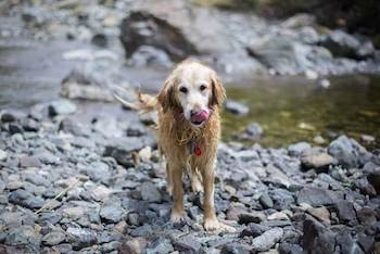 Raincoats For Golden Retrievers- Wet Golden Retriever standing on a rocky shore looking at you and licking his lips.