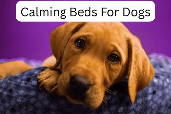 Calming Beds For Dogs - A Labrador puppy looking at you while laying on a calming dog bed.