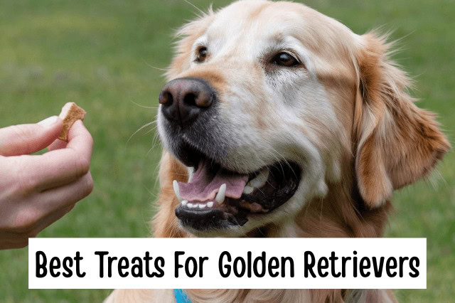 Best Treats For Golden Retrievers - A Golden Retriever being handed a treat.