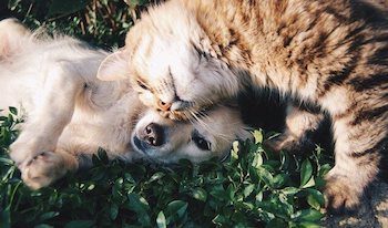 Puppy and cat cuddling together in the grass.
