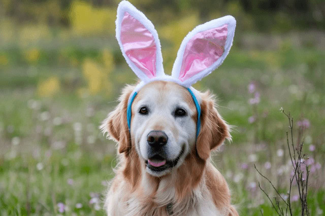 A Golden Retriever sitting in a field of grass and wildflowers is wearing a pink bunny ears headband.