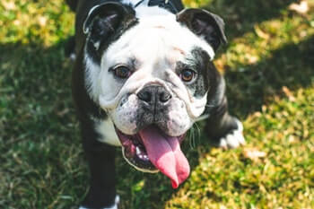 Bulldog outside on grass with tongue hanging out.