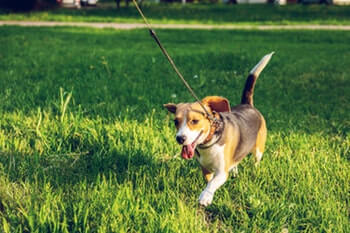 Beagle dog running in a field of grass on leash.