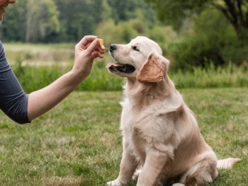 A Golden Retriever puppy sitting on the grass being handed a dog treat out of a woman's hand.