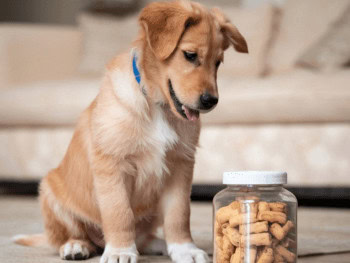 A Golden Retriever puppy sitting on the floor looking at a closed jar of dog treats.