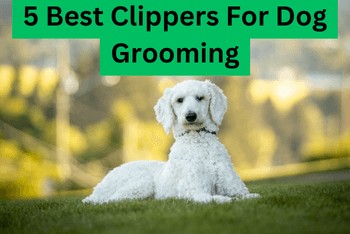 5 Best Clippers For Dog Grooming - A white Poodle laying on a field of grass looking at you.