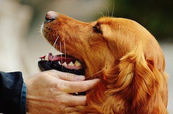 Human hand reaching out to a Golden Retriever.