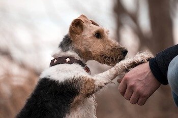Terrier dog giving paw to his owner.