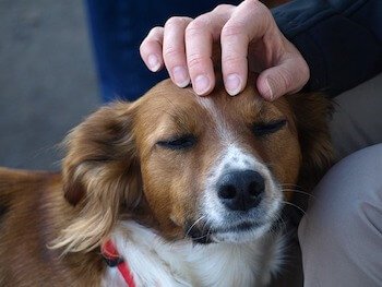 Woman's hand shown petting a brown dog.