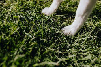 Light coloured dog's two front paws shown standing on grass.