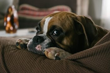 Boxer dog looking bored laying on a brown couch.