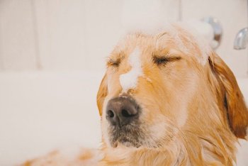 Golden Retriever dog having a bath, covered in suds.