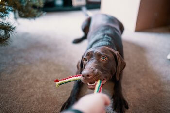 Chocolate Labrador pulling on a rope toy being held by a human.