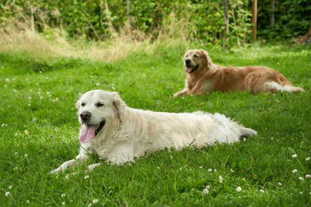 English Golden Retriever lying in the foreground on grass with a Golden Retriever resting in the background.