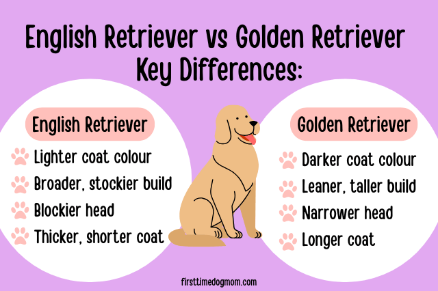 Infographic comparing English Retriever vs Golden Retriever key differences in coat colour, build, head shape, and coat type.