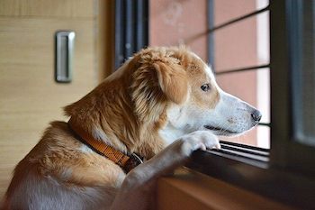 Brown and white dog looking out the window waiting for his friend to return.