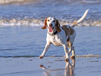 A hound dog running on the beach with waves in the background.