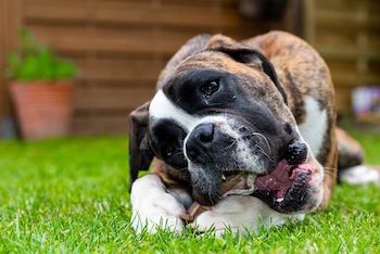 Boxer dog chewing on a raw bone, while laying in the grass.